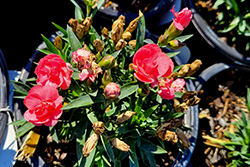 Constant Cadence Salmon Pinks (Dianthus 'Constant Cadence Salmon') at Lakeshore Garden Centres