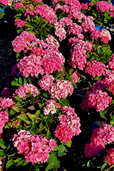 Starfield Hydrangea (Hydrangea macrophylla 'Hortmafarfa') at Lakeshore Garden Centres