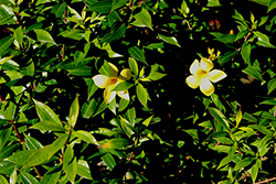 Compact Golden Trumpet (Allamanda schottii 'Compacta') at Lakeshore Garden Centres