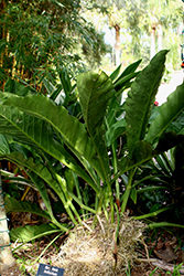 Birds Nest Anthurium (Anthurium superbum) at A Very Successful Garden Center