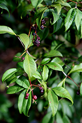 Spicewood (Calyptranthes pallens) at Lakeshore Garden Centres