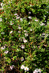Climbing Aster (Ampelaster carolinianus) at Lakeshore Garden Centres