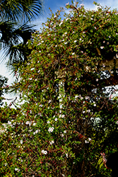 Climbing Aster (Ampelaster carolinianus) at Lakeshore Garden Centres