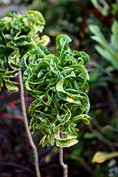 Ram's Horn Croton (Codiaeum variegatum 'Ram's Horn') at Lakeshore Garden Centres