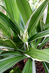 Variegated Giant Crinum Lily (Crinum asiaticum 'Variegatum') at Lakeshore Garden Centres