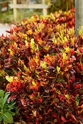 Mammy Croton (Codiaeum 'Mammy') at Lakeshore Garden Centres