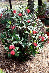 Crown Of Thorns (Euphorbia milii) at Lakeshore Garden Centres
