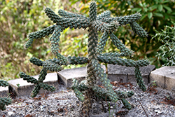 Jumping Cholla (Cylindropuntia fulgida) at Lakeshore Garden Centres