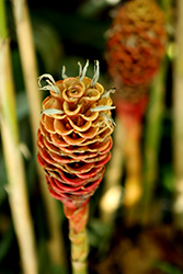 Bitter Ginger (Zingiber zerumbet) at Lakeshore Garden Centres