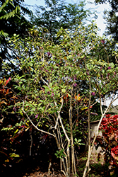 Purple Tube Flower (Iochroma cyaneum) at Lakeshore Garden Centres