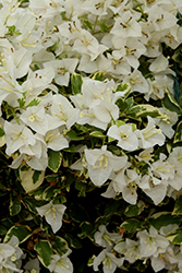 White Stripe Bougainvillea (Bougainvillea 'White Stripe') at Lakeshore Garden Centres