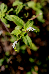 Doctorbush (Plumbago scandens) at Lakeshore Garden Centres