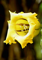 Chalice Vine (Solandra grandiflora) at Lakeshore Garden Centres