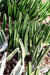 Zulu Giant (Stapelia gigantea) at Lakeshore Garden Centres