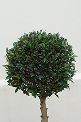 Compact Magenta Cherry Topiary (Syzygium paniculatum 'Compacta (topiary)') at Lakeshore Garden Centres