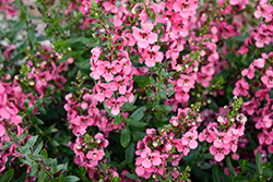 Serafina Rose Angelonia (Angelonia 'Serafina Rose') at Lakeshore Garden Centres