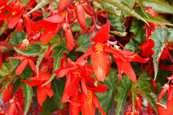 Groovy Orange Begonia (Begonia boliviensis 'Groovy Orange') at Lakeshore Garden Centres
