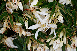 Groovy White Begonia (Begonia boliviensis 'Groovy White') at Lakeshore Garden Centres