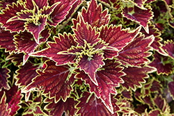 Main Street Bourbon Street Coleus (Solenostemon scutellarioides 'Bourbon Street') at Lakeshore Garden Centres