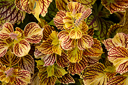 Main Street Venice Boulevard Coleus (Solenostemon scutellarioides 'Venice Boulevard') at Lakeshore Garden Centres