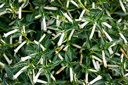 Sugarbells Firecracker Plant (Cuphea ignea 'Sugarbells') at Lakeshore Garden Centres
