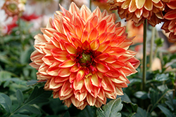Venti Tequila Sunrise Dahlia (Dahlia 'DAFYRRE') at Lakeshore Garden Centres