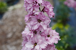 Delgenius Chantay Larkspur (Delphinium 'Chantay') at Lakeshore Garden Centres