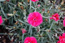 EverBloom Red Delicious Pinks (Dianthus 'Red Delicious') at Lakeshore Garden Centres