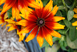 Summerina Sunbeat Echibeckia (Echibeckia 'Summerina Sunbeat') at Lakeshore Garden Centres