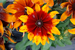 Summerina Sunreef Echibeckia (Echibeckia 'ET RDB 17-42') at Lakeshore Garden Centres