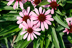 SunMagic Vintage Lavender Coneflower (Echinacea 'SunMagic Vintage Lavender') at Lakeshore Garden Centres