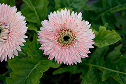 Patio Glorious Light Pink Gerbera Daisy (Gerbera 'Patio Glorious Light Pink') at Lakeshore Garden Centres