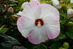 Disco Belle Pink Hibiscus (Hibiscus moscheutos 'Disco Belle Pink') at Lakeshore Garden Centres