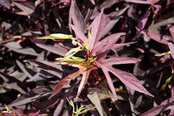 Sweet Caroline Upside Black Coffee Sweet Potato Vine (Ipomoea batatas 'NCORNSP-028SCKL') at Lakeshore Garden Centres