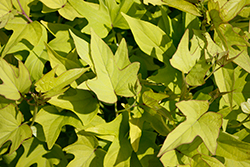Sweet Caroline Upside Key Lime Sweet Potato Vine (Ipomoea batatas 'NCORNSP-028SCKL') at Lakeshore Garden Centres