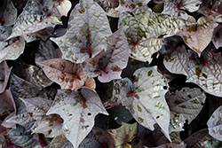 Sweet Georgia Black Maple Sweet Potato Vine (Ipomoea batatas 'Sweet Georgia Black Maple') at Lakeshore Garden Centres