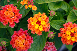 Gem Ruby Lantana (Lantana camara 'Gem Ruby') at Lakeshore Garden Centres