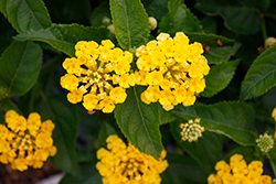 Havana Yellow Lantana (Lantana 'Havana Yellow') at Lakeshore Garden Centres