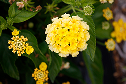 Luscious Royale Lemon Tart Lantana (Lantana camara 'Luscious Royale Lemon Tart') at Lakeshore Garden Centres