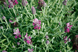 LaVela Compact Dark Pink Lavender (Lavandula stoechas 'KLELV22017') at Lakeshore Garden Centres