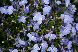 Hot&plus; Aqua Lobelia (Lobelia 'Hot Plus Aqua') at Lakeshore Garden Centres