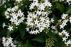 Beehive White Star Flower (Pentas lanceolata 'Beehive White') at Lakeshore Garden Centres