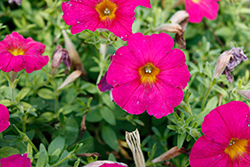 Crazytunia Golden Eye Rose Petunia (Petunia 'Crazytunia Golden Eye Rose') at Lakeshore Garden Centres