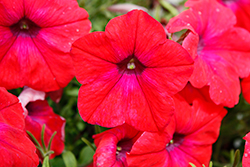 Hells Ember Red Petunia (Petunia 'Hells Ember') at Lakeshore Garden Centres