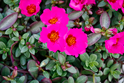ColorBlast Plumberry Portulaca (Portulaca 'ColorBlast Plumberry') at Lakeshore Garden Centres