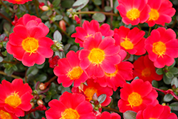 Mega Pazzaz Red Portulaca (Portulaca oleracea 'Mega Pazzaz Red') at Lakeshore Garden Centres