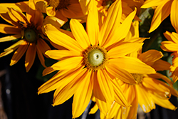 Sunbeckia Laura Coneflower (Rudbeckia hirta 'Laura') at Lakeshore Garden Centres
