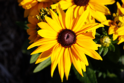 Sunbeckia Lucia Coneflower (Rudbeckia hirta 'Lucia') at Lakeshore Garden Centres