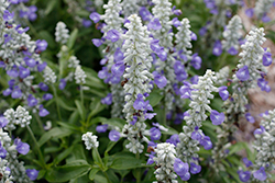 Cathedral Blue Bicolor Salvia (Salvia farinacea 'Cathedral Blue Bicolor') at Lakeshore Garden Centres