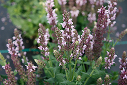 Salute Light Pink Meadow Sage (Salvia nemorosa 'Salute Light Pink') at Lakeshore Garden Centres